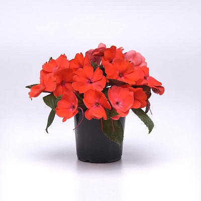 Impatiens Solarscape Orange Burst F1 Seed