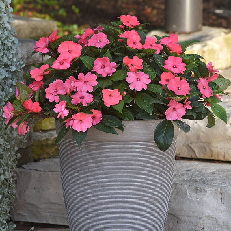 Impatiens Solarscape Xl Salmon Glow F1 Seed