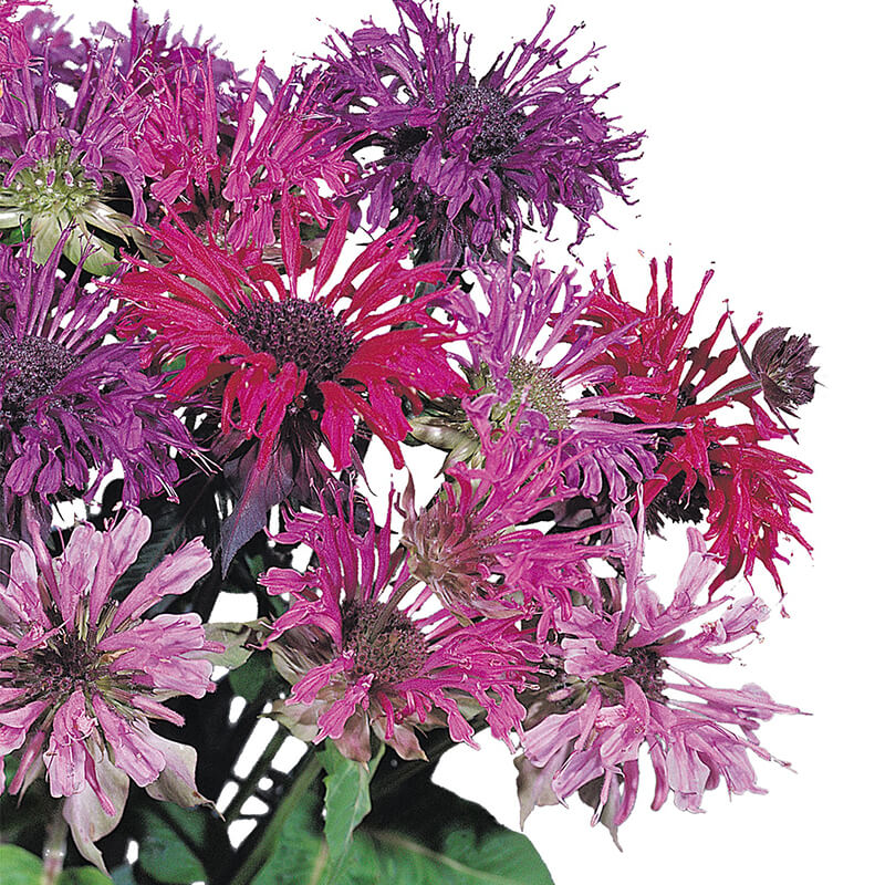 Monarda Panorama Mix F1 Seed