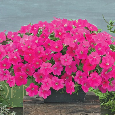 Petunia Opera Supreme Rose F1 Seed