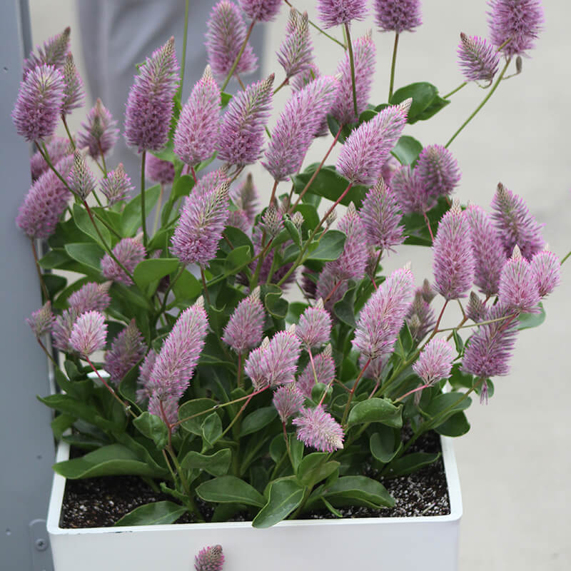 Ptilotus Matilda F1 Seed