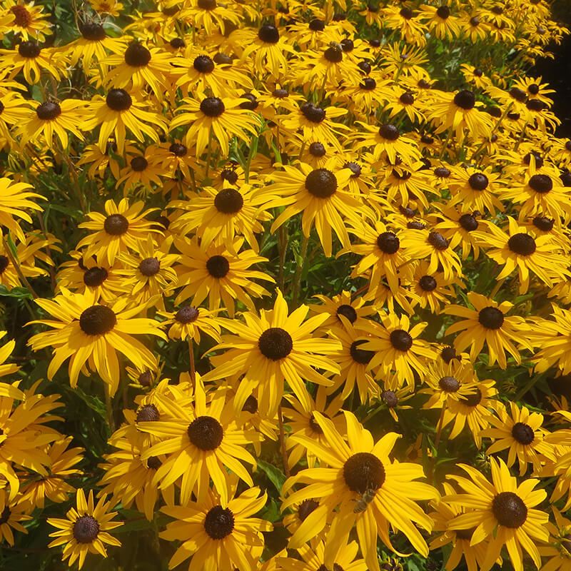 Rudbeckia Goldblitz Seed