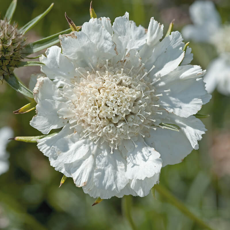 Scabiosa Fama White Seed
