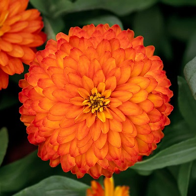 Zinnia Zydeco Fire Seed