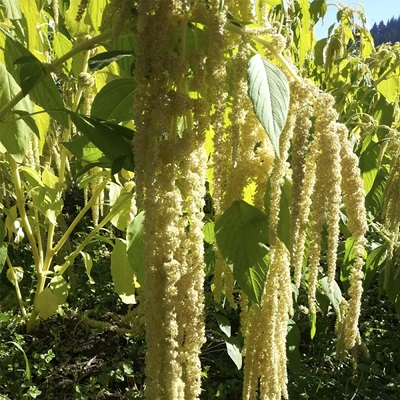 Amaranthus Emerald Tassels Organic Seed