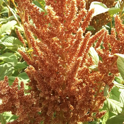 Amaranthus Emerald Tassels Organic Seed
