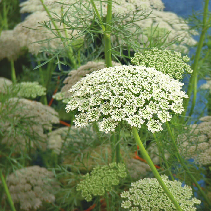 Ammi Snow White Organic Seed