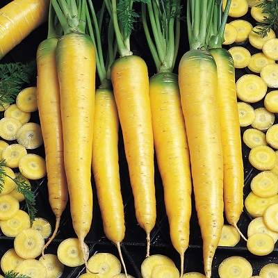 Carrot Yellow Stone Organic Seed