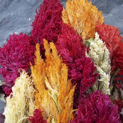 Celosia Pampas Plume Mix Organic Seed