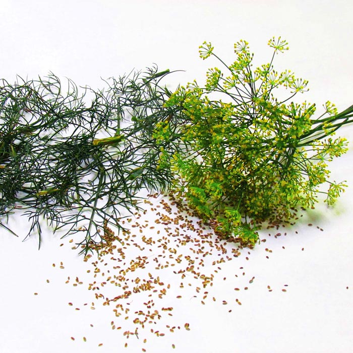 Dill Bouquet Seed