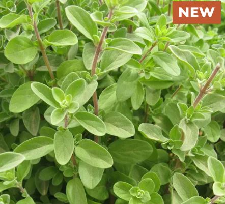 Sweet Marjoram Organic Seeds