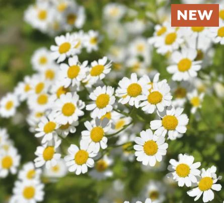 Golden Feverfew Seeds