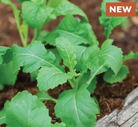 Rocket Wasabi Seeds
