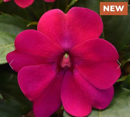 Solarscape Magenta Bliss Interspecific Impatiens Seeds