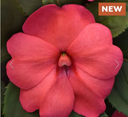 Solarscape XL Salmon Glow Interspecific Impatiens Seeds