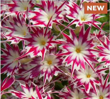 Popstar Rose With Eye Phlox Seeds