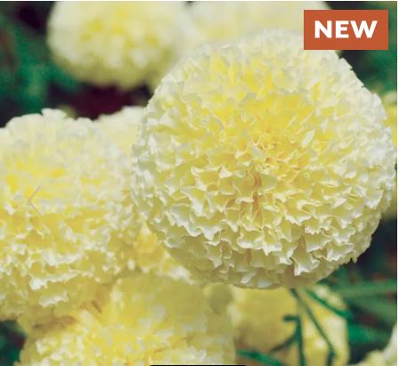 White Swan Marigold Seeds