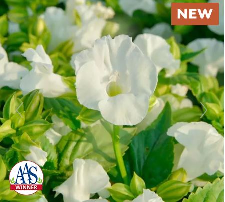 Summery Love Pure White F1 Torenia Seeds