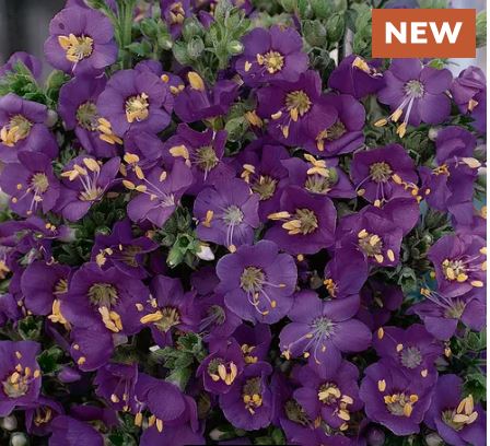 Heavenly Habit Polemonium Seeds