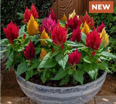 Kimono Mix Celosia Seeds