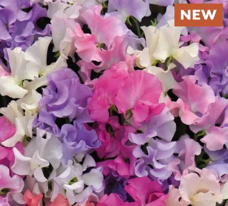 Sweet Dreams Sweet Pea Seeds