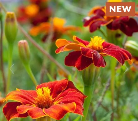 Linnaeus Burning Embers Marigold Seeds