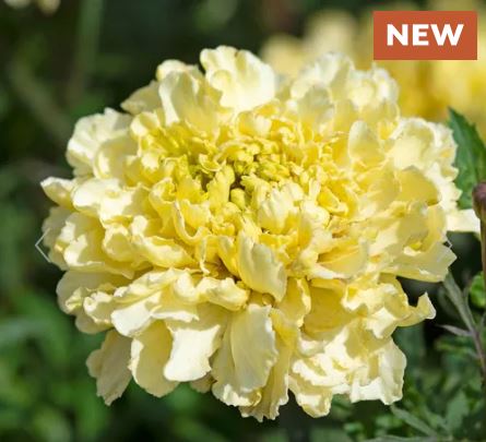 Sugar & Spice White Marigold Seeds