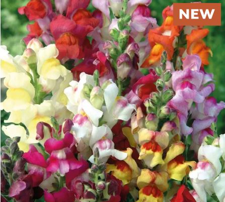 Circus Clowns Snapdragon Seeds