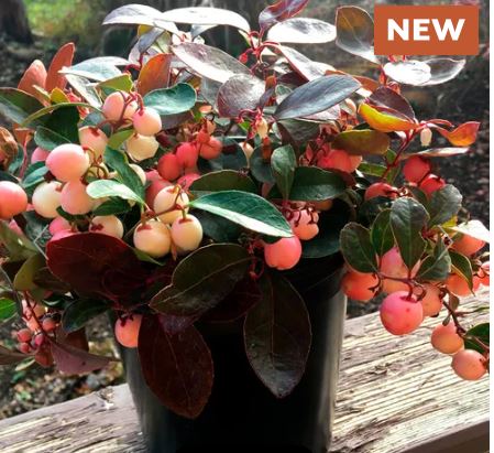Gaultheria Winter Fiesta Wintergreen