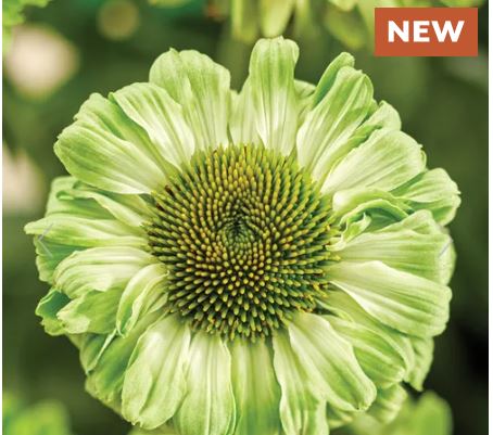 Echinacea SunSeekers  Apple Green Coneflower