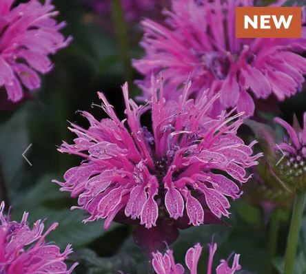 Monarda Upscale Lavender Taffeta Bee Balm