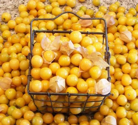 Aunt Mollys Ground Cherry