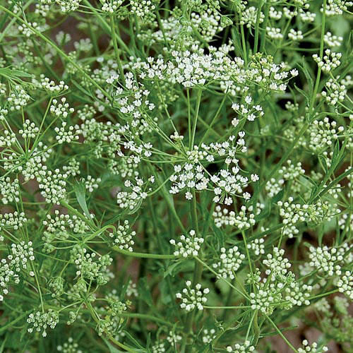 Anise
