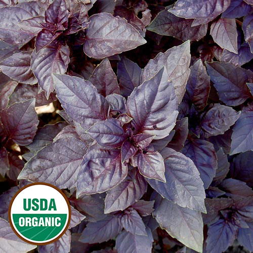 Purple Dark Opal Basil