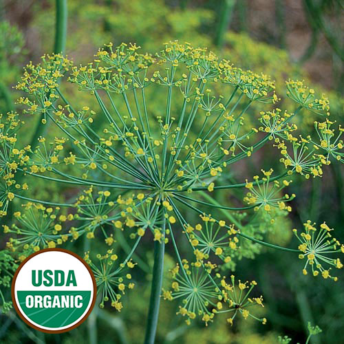 Bouquet Dill