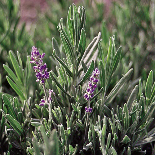 English Lavender