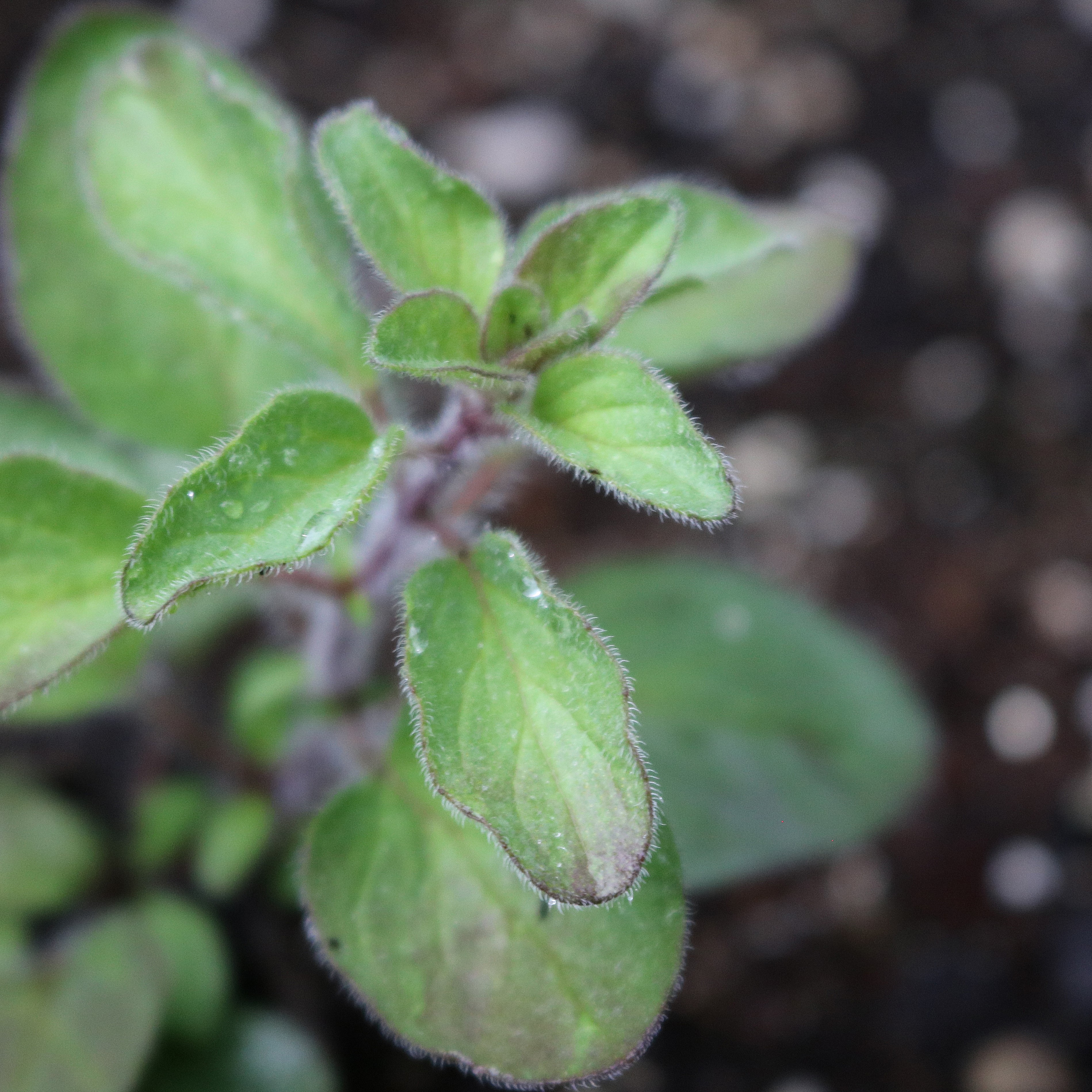 Greek Oregano