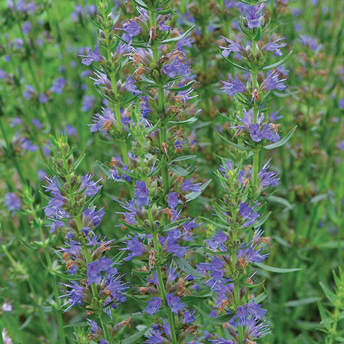 Hyssop