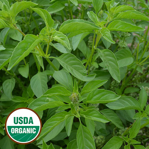 Lime Basil