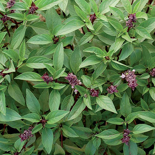 Thai Basil