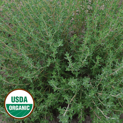 Thyme