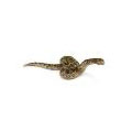 WILD LIFE - Green Anaconda