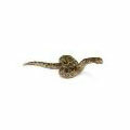 WILD LIFE - Green Anaconda