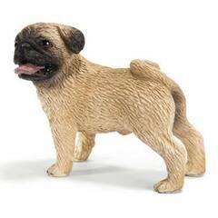Pug (Male)
