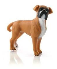 Boxer (Female)