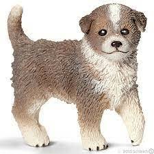 Australian Shepherd Puppy