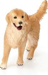 Golden Retriever (Female)