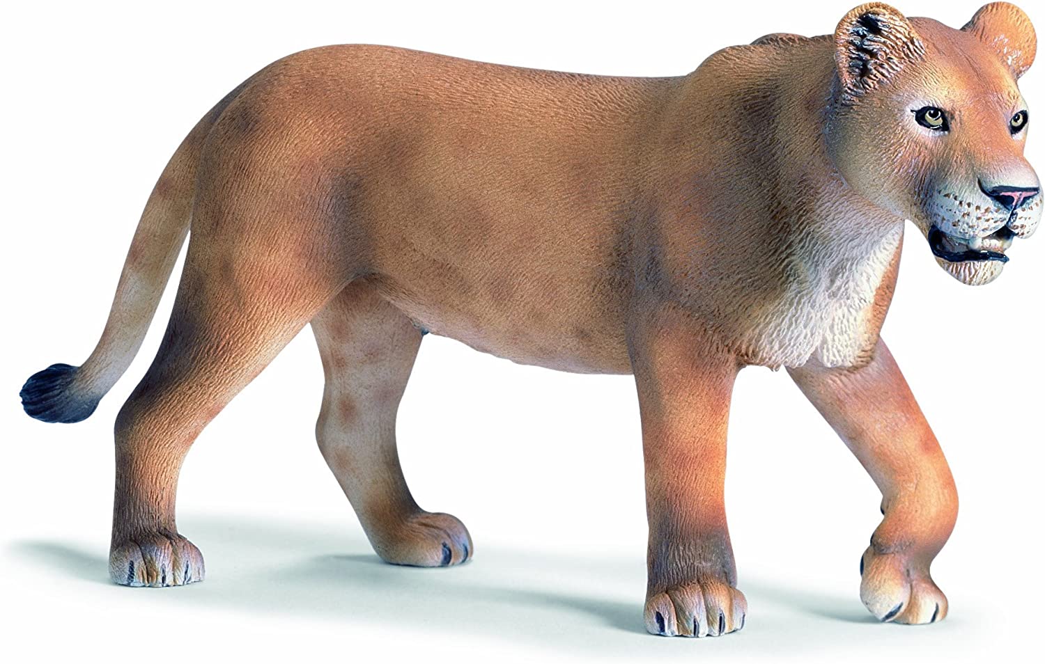 Lioness
