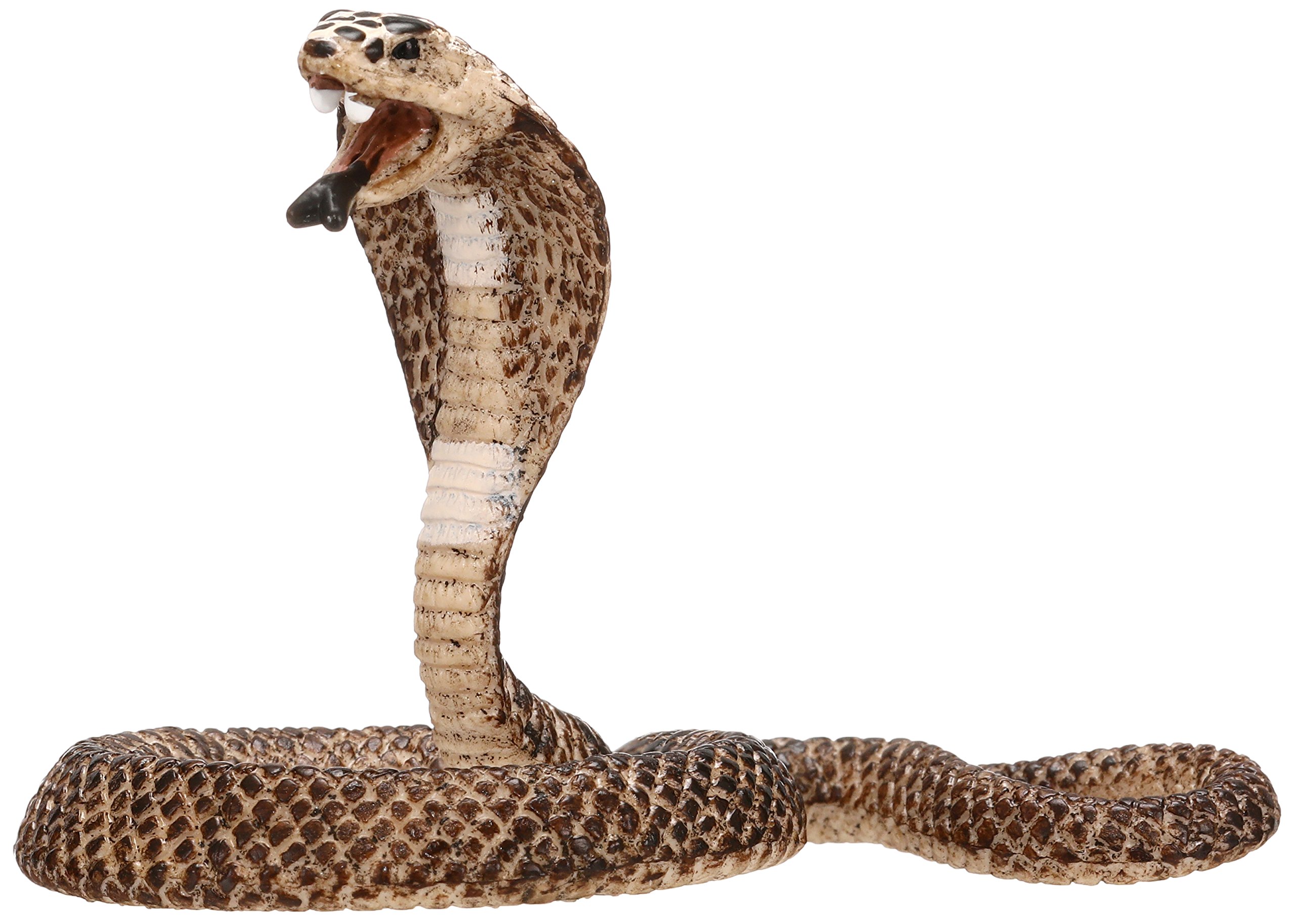 Cobra