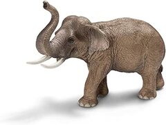 Asian Elephant (Male)
